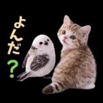 仲良し♡シマエナガと子猫ちゃん