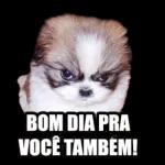 Meme Brasileiro 12091