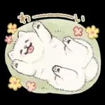 Samoyed-san in Spring