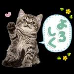 ねこちぃず♡梅雨〜初夏ver