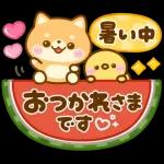 飛び出す♡豆柴-夏-日和
