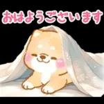 大人の夏❤️いやしばいぬ❤️柴犬