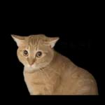 チャイさんの日常