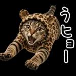 キジトラ猫飼いさんのダジャレ