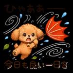 もふもふプードルの梅雨だより