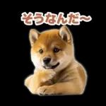 リアクションする柴犬【連絡用・日常会話】
