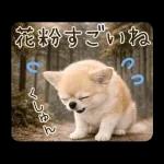 春のほんわかチワワ♡