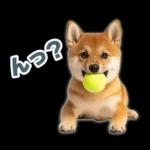 リアクションする柴犬【連絡用・日常会話】