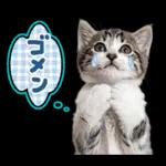 ねこちぃず♡梅雨〜初夏ver