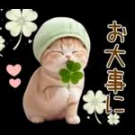 ずっと使える メロン帽が可愛い 猫とウサギ