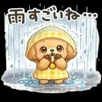 もふもふプードルの梅雨だより