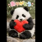 飛び出す♡パンダの家族連絡
