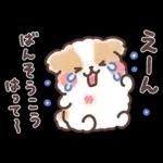 ふわふわシーズー 3歳児