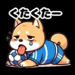 サッカー大好きな柴犬