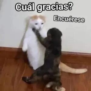 Cuál gracias? Encúerese - getsticker.com