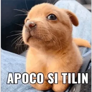 APOCO SI TILIN - getsticker.com