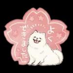 Samoyed-san in Spring