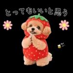 春♡とってもかわいいトイプードル