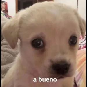 a bueno - getsticker.com