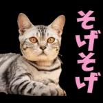 島根出雲弁☆にゃんこ