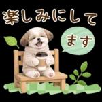 気持ち伝わる癒やしシーズー