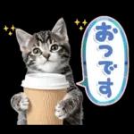 ねこちぃず♡梅雨〜初夏ver