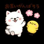かわいいサモエド・元気いっぱいの春