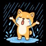 スタンプ・しば犬の梅雨だより