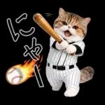 野球をする猫