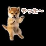 リアクションする柴犬【連絡用・日常会話】