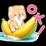 大人の夏❤️いやしばいぬ❤️柴犬