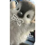 BB
