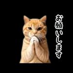 動く！猫の日常2