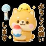 夏にかわいい♡豆柴日和