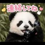 飛び出す♡パンダの家族連絡