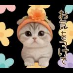 スコティッシュ猫 カラフル帽 夏 敬語