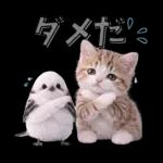仲良し♡シマエナガと子猫ちゃん