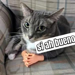 si ah bueno - getsticker.com