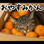 キジトラ猫飼いさんのダジャレ