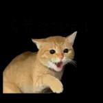 チャイさんの日常