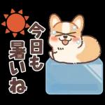 コーギーにとっての雨季と初夏