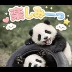 飛び出す♡まいにちパンダ