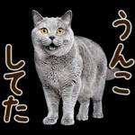 うんこ★リアルな猫