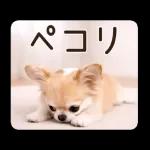 春のほんわかチワワ♡