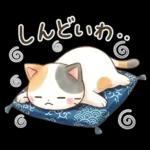 ほんわか水彩♪京都の三毛猫さん