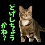 島根出雲弁☆にゃんこ