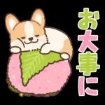 Pop-Up! Corgi's Spring Reply Sticker
