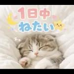 飛び出す♡やる気ないにゃんこ