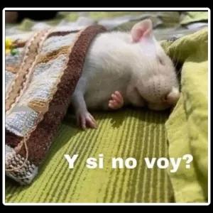 Y si no voy? - getsticker.com