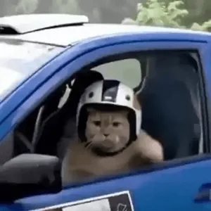 jakdzzl